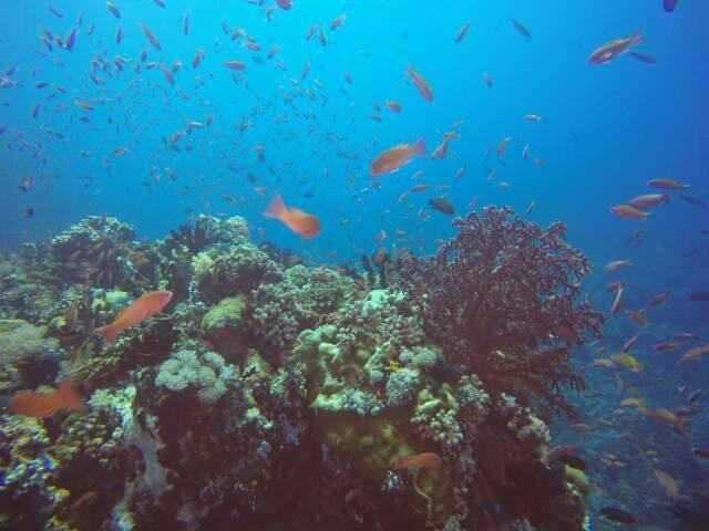 อนิเลา สกูบา ไดฟ์ เซ็นเตอร์ รีสอร์ท Batangas ภายนอก รูปภาพ